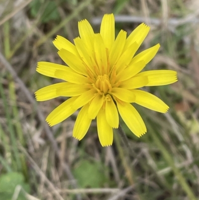 Microseris walteri (Yam Daisy, Murnong) at Bruce Ridge to Gossan Hill - 21 Sep 2023 by JVR