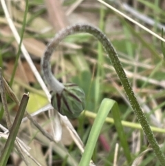 Microseris walteri at Bruce, ACT - 21 Sep 2023