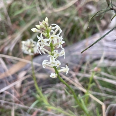 Stackhousia monogyna (Creamy Candles) at Bruce, ACT - 21 Sep 2023 by JVR