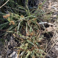 Luzula densiflora (Dense Wood-rush) at Majura, ACT - 20 Sep 2023 by waltraud