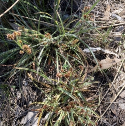 Luzula densiflora (Dense Wood-rush) at Mount Majura - 20 Sep 2023 by waltraud
