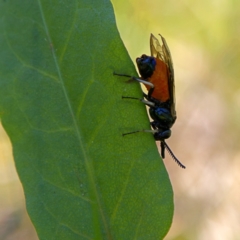 Lophyrotoma analis (Sawfly, Ironbark Sawfly) at Higgins Woodland - 18 Sep 2023 by Trevor