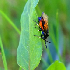 Lophyrotoma analis at Higgins, ACT - 18 Sep 2023 12:01 PM