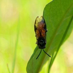 Lophyrotoma analis at Higgins, ACT - 18 Sep 2023