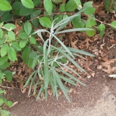 Senecio quadridentatus (Cotton Fireweed) at Sullivans Creek, Lyneham South - 21 Sep 2023 by trevorpreston