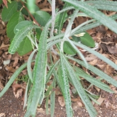 Senecio quadridentatus at Lyneham, ACT - 21 Sep 2023