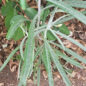 Senecio quadridentatus at Lyneham, ACT - 21 Sep 2023 01:05 PM