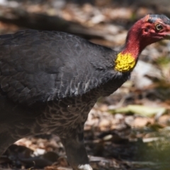 Alectura lathami (Australian Brush-turkey) at Sheldon, QLD - 21 Sep 2023 by PJH123