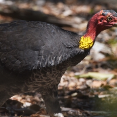 Alectura lathami (Australian Brush-turkey) at Sheldon, QLD - 21 Sep 2023 by PJH123