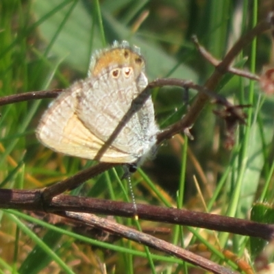 Nacaduba biocellata (Two-spotted Line-Blue) at Belconnen, ACT - 20 Sep 2023 by Christine