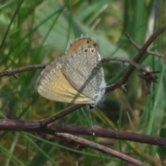 Nacaduba biocellata at Belconnen, ACT - 20 Sep 2023 11:20 AM