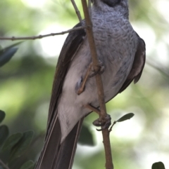 Manorina melanocephala (Noisy Miner) at Sheldon, QLD - 21 Sep 2023 by PJH123