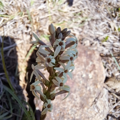 Stackhousia monogyna (Creamy Candles) at Cook, ACT - 19 Sep 2023 by SarahHnatiuk