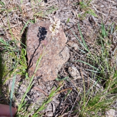 Stackhousia monogyna at Cook, ACT - 19 Sep 2023