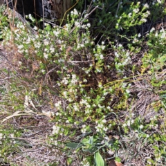 Asperula conferta (Common Woodruff) at Cook, ACT - 19 Sep 2023 by SarahHnatiuk