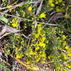 Hibbertia calycina (Lesser Guinea-flower) at Cook, ACT - 19 Sep 2023 by SarahHnatiuk