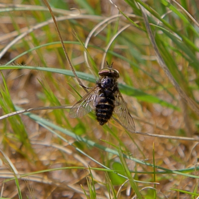 Tabanidae (family) (Unidentified march or horse fly) at Higgins Woodland - 21 Sep 2023 by Trevor