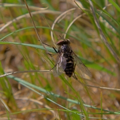 Tabanidae (family) at Higgins, ACT - 21 Sep 2023