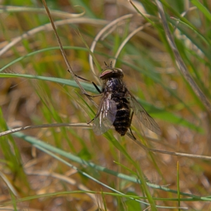 Tabanidae (family) at Higgins, ACT - 21 Sep 2023