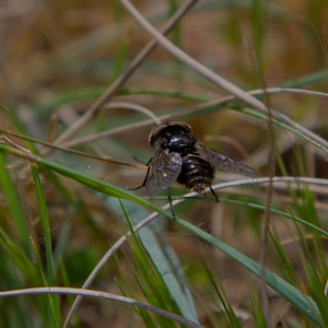 Tabanidae (family) at Higgins, ACT - 21 Sep 2023