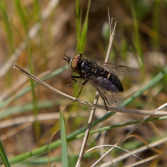 Tabanidae (family) at Higgins, ACT - 21 Sep 2023 10:29 AM