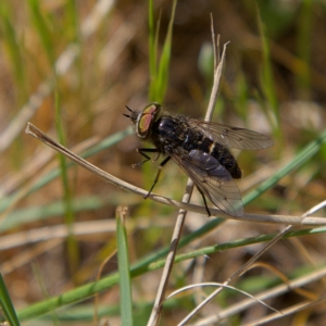 Tabanidae (family) at Higgins, ACT - 21 Sep 2023