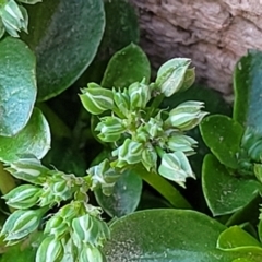 Polycarpon tetraphyllum (Four-leaf Allseed) at Sullivans Creek, Lyneham South - 21 Sep 2023 by trevorpreston