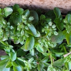 Polycarpon tetraphyllum at Lyneham, ACT - 21 Sep 2023