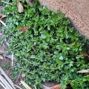 Polycarpon tetraphyllum at Lyneham, ACT - 21 Sep 2023 02:50 PM