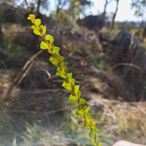 Acacia pravissima at Cook, ACT - 23 Aug 2023 02:30 PM