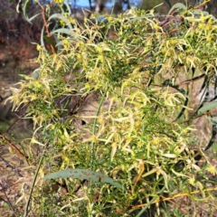 Clematis leptophylla (Small-leaf Clematis, Old Man's Beard) at Mount Painter - 25 Aug 2023 by SarahHnatiuk