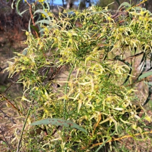 Clematis leptophylla at Cook, ACT - 25 Aug 2023