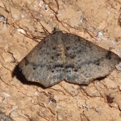 Rhinodia rostraria (Necklace Geometrid) at Wanniassa, ACT - 19 Sep 2023 by JohnBundock