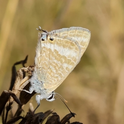 Lampides boeticus (Long-tailed Pea-blue) at Isaacs Ridge and Nearby - 21 Sep 2023 by Mike