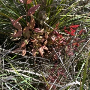 Nandina domestica at Bruce, ACT - 21 Sep 2023