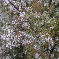 Hakea sericea at Majura, ACT - 25 Aug 2021 04:19 PM