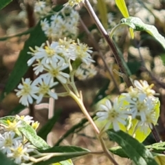 Olearia lirata (Snowy Daisybush) at Isaacs Ridge and Nearby - 21 Sep 2023 by Mike