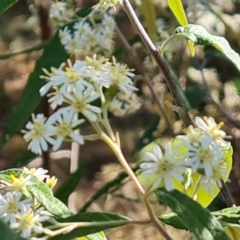 Olearia lirata (Snowy Daisybush) at Isaacs, ACT - 21 Sep 2023 by Mike