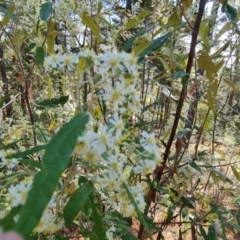 Olearia lirata at Isaacs, ACT - 21 Sep 2023 04:02 PM