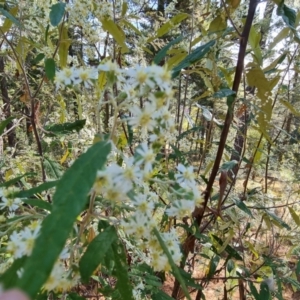 Olearia lirata at Isaacs, ACT - 21 Sep 2023 04:02 PM