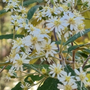 Olearia lirata at Isaacs, ACT - 21 Sep 2023 04:02 PM