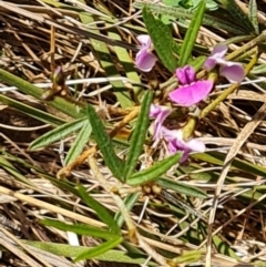 Glycine clandestina (Twining Glycine) at Isaacs, ACT - 21 Sep 2023 by Mike