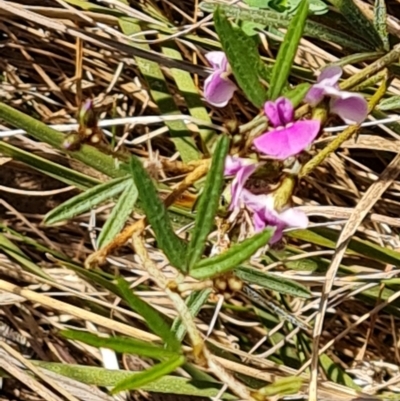 Glycine clandestina (Twining Glycine) at Isaacs Ridge and Nearby - 21 Sep 2023 by Mike