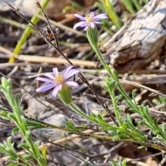 Vittadinia cuneata (Fuzzweed, New Holland Daisy) at Isaacs Ridge - 21 Sep 2023 by Mike