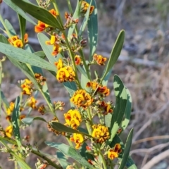 Daviesia mimosoides subsp. mimosoides at Isaacs Ridge - 21 Sep 2023 by Mike