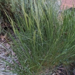 Vulpia (genus) (A Squirreltail Fescue) at Hackett, ACT - 21 Sep 2023 by WalterEgo