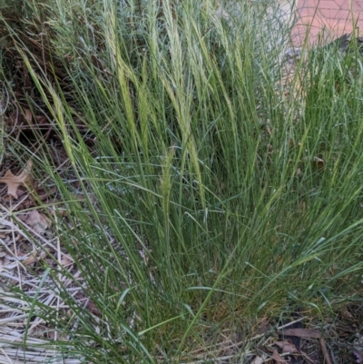 Vulpia (genus) (A Squirreltail Fescue) at Hackett, ACT - 21 Sep 2023 by WalterEgo