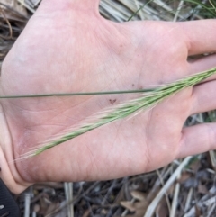 Vulpia sp. at Hackett, ACT - 21 Sep 2023 04:18 PM