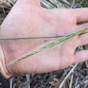 Vulpia sp. at Hackett, ACT - 21 Sep 2023 04:18 PM