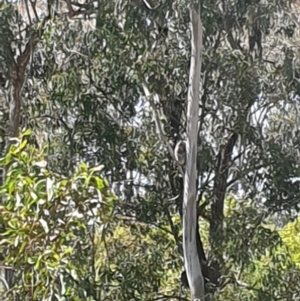 Phascolarctos cinereus at Burpengary East, QLD - suppressed